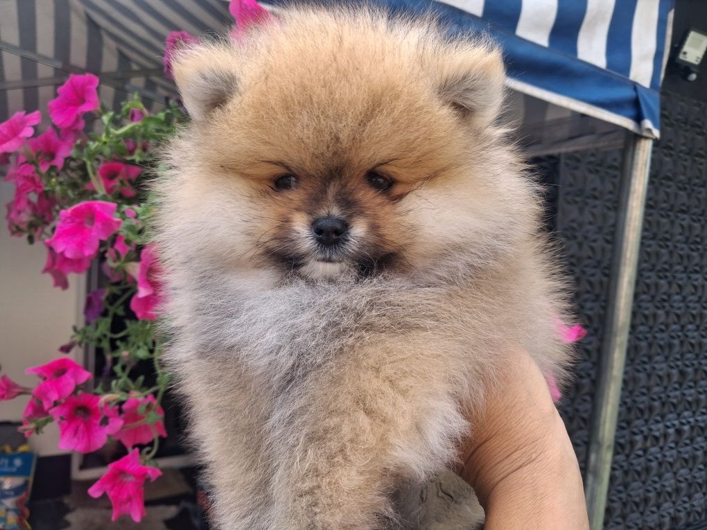 Szpic miniaturowy pomeranian