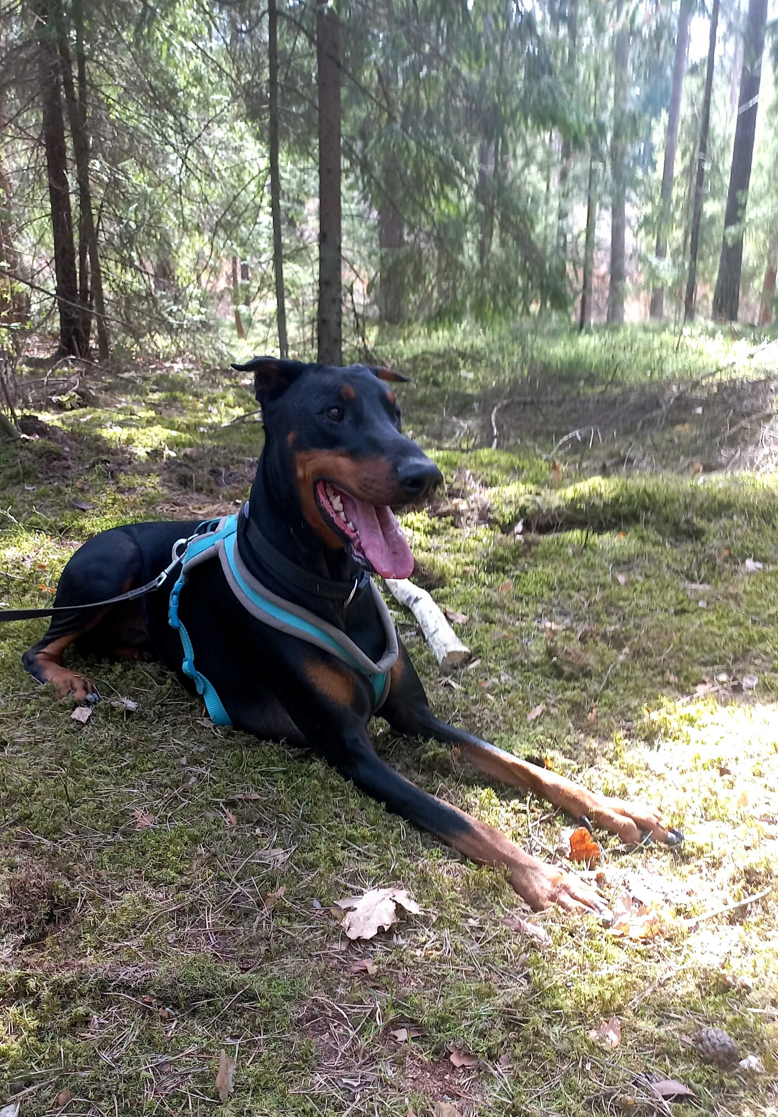 Unter - przyjazny doberman do ludzi, ale nie do innych psów