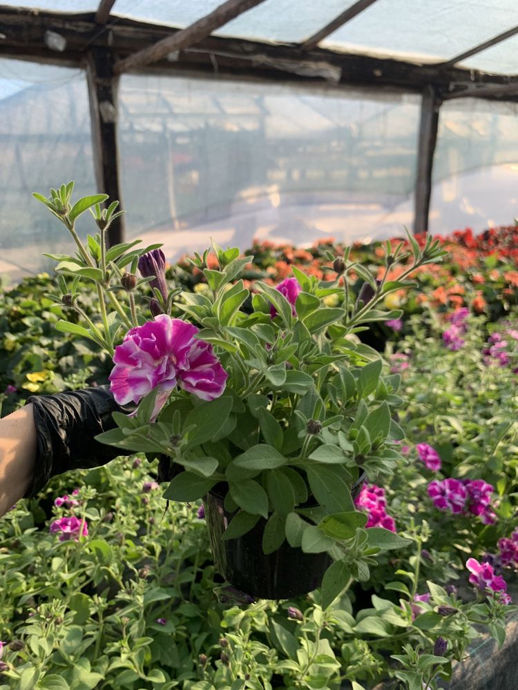 kwiaty supertunia vista surfinia pelargonia