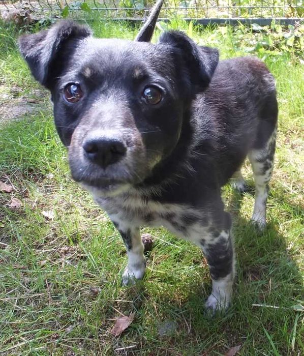 LONIEK pies czarno biały nieduży do adopcji