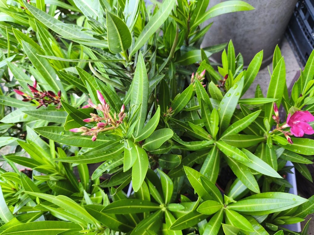 Oleander kwitnący doniczka 18cm