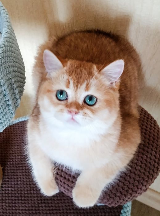Британский котик с изумрудными глазами котята Киев