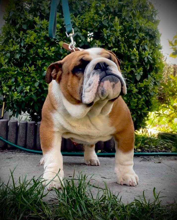 GIORGIO buldog angielski FCI 6xZwycięzca SWiata