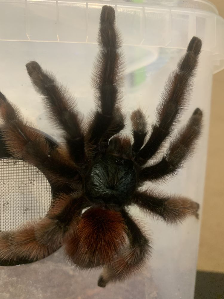 Dorosly samiec Caribena Versicolor