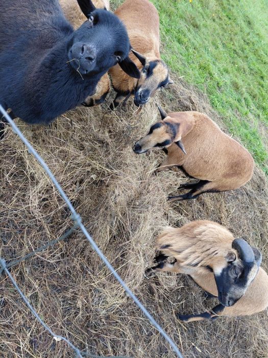 Witam sprzedam owce kameruńskie