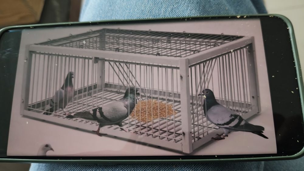 Gaiola para apanhar rolas pombos