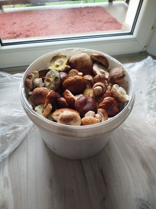 Grzyby borowiki szlachetne (prawdziwki)+podgrzybki i trochę maślak