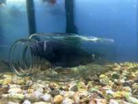 Peixe Faca fantasma 25cm