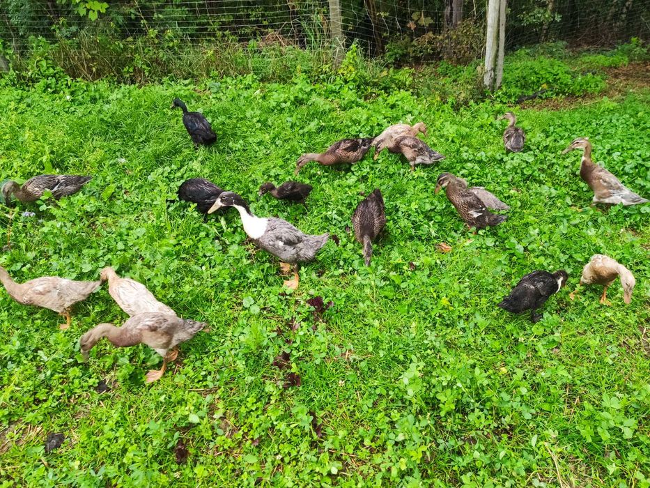 Kaczki biegus indyjski biegusy