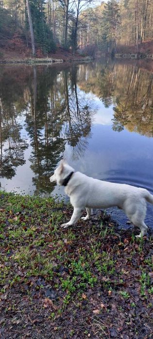 Biały Owczarek Szwajcarski
