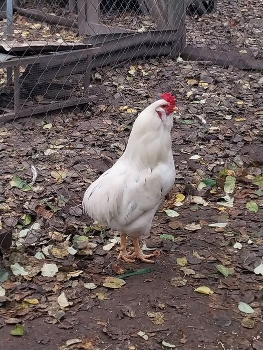 Продається гарний півень помісь араукана