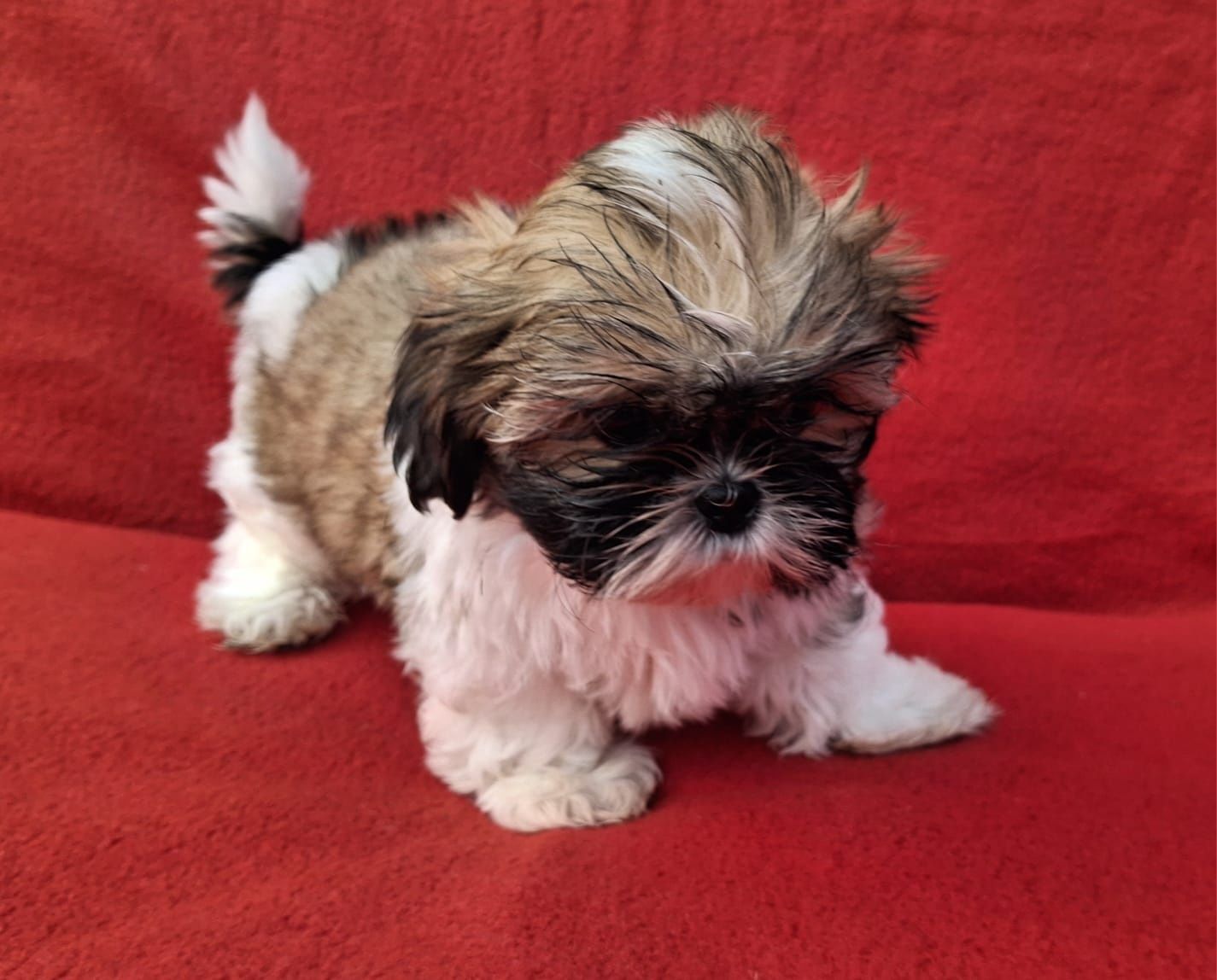 Piesek Shih-Tzu Gotowy do odbioru