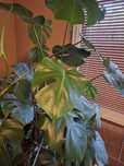 Przepiękna Monstera