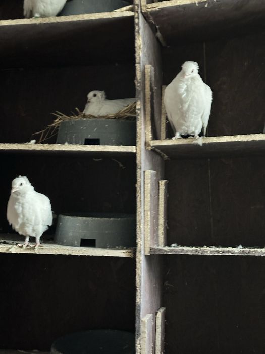 Gołebie dryjery czarny ogon 2025