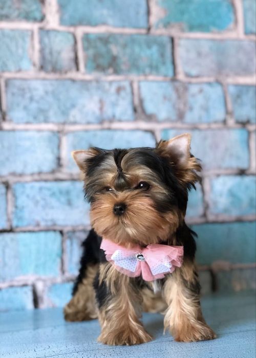 Девочка йорка КСУ FCI