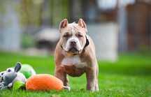 American Bully Standard Samiec
