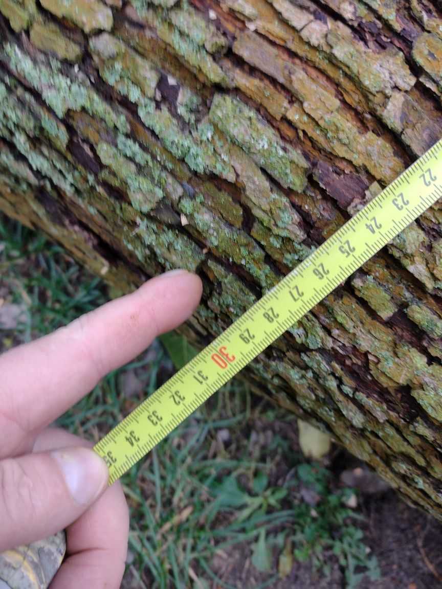 Grusza drewno, bez wad, ściete w oaździerniku, długość około 210cm.,