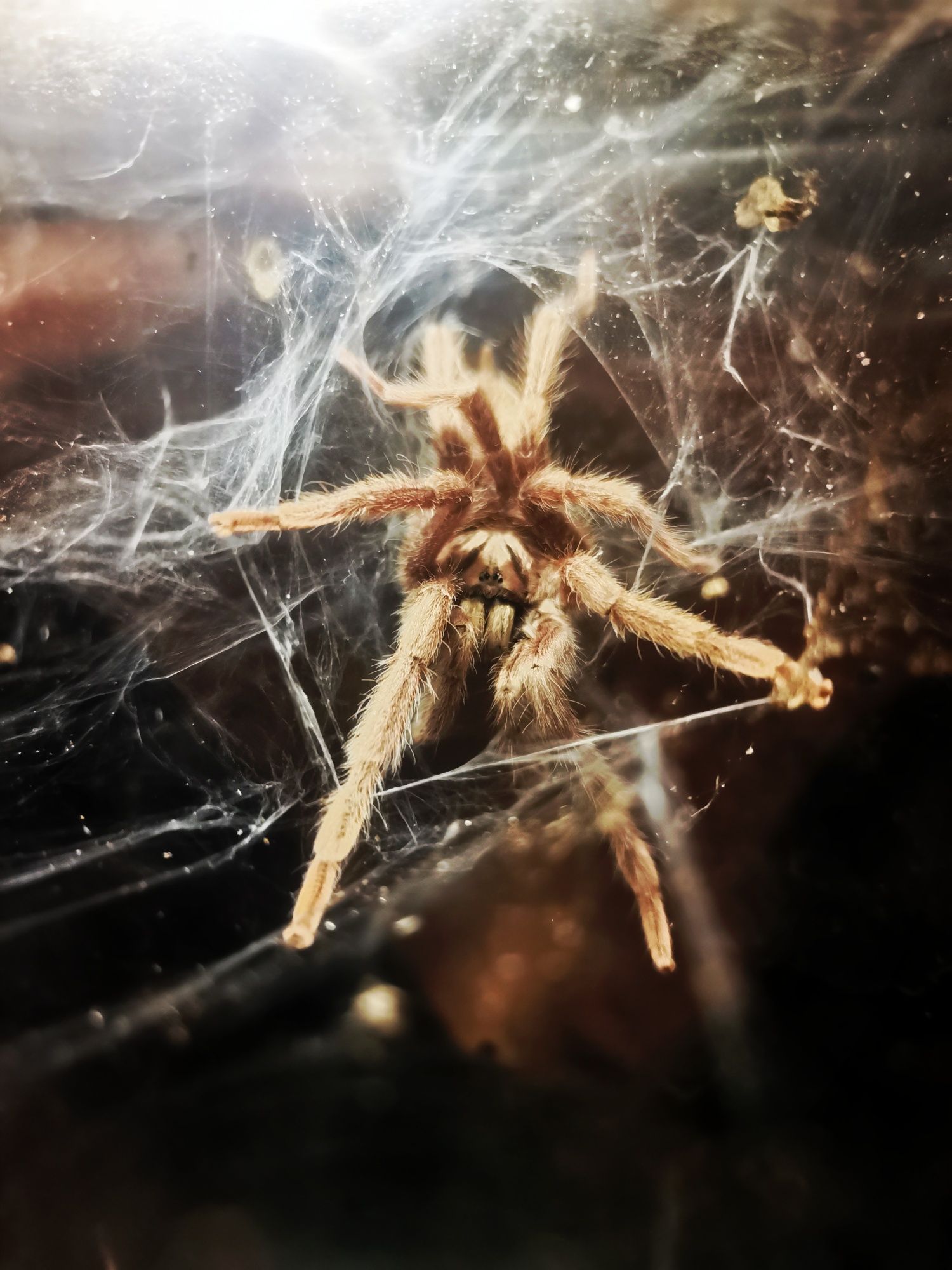 Pojemnik z lokatorem - Samiec pterinochilus murinus usambara