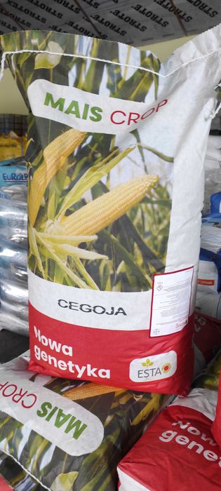 Kukurydza do siewu Cegoja FAO 250-260 ziarno kiszonka