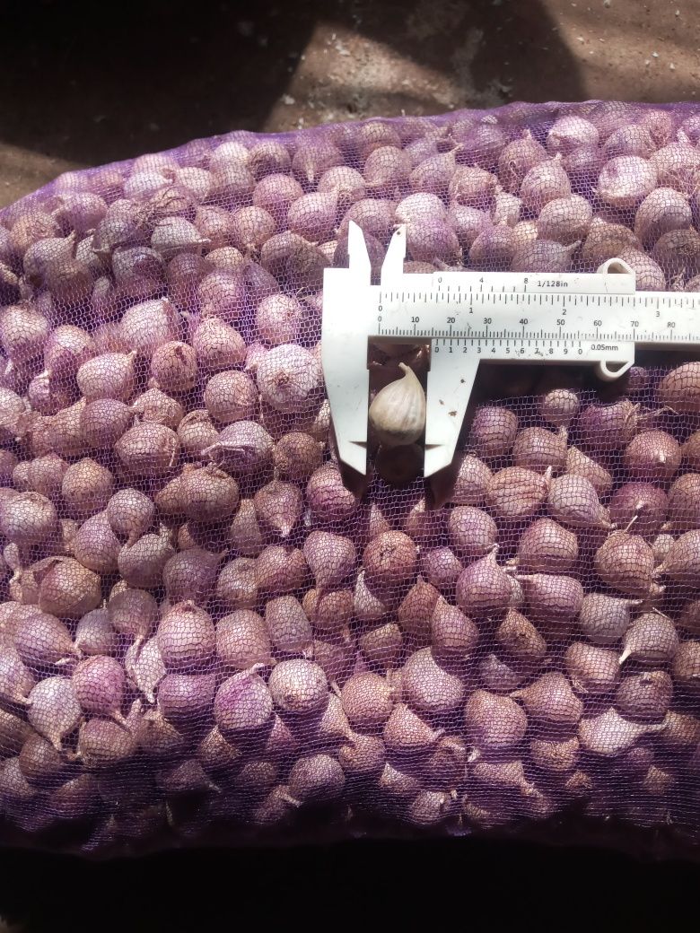 Продам посадковий часник Любаша, однозубку і повітряну кульку