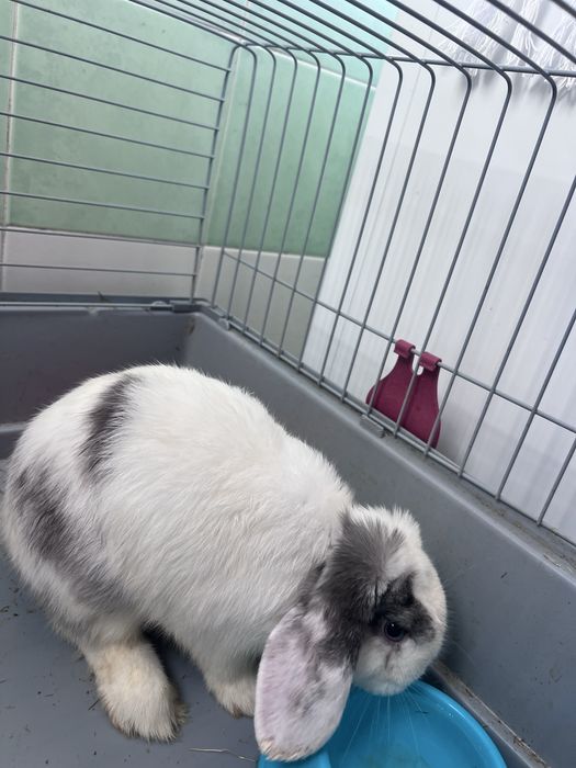 Coelhos fémeas (2 irmãs)