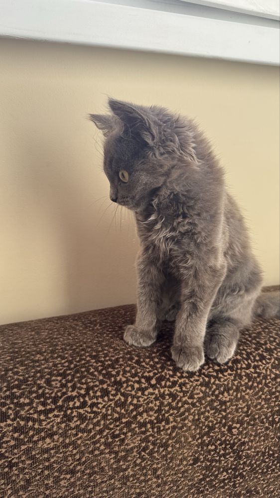 Сіренький та чорний котик, сіра - дівчинка, чорний - хлопчик 3 місяці.