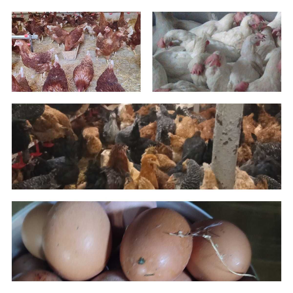 Продам кури несушки! Доставка безкоштовна. Канів!