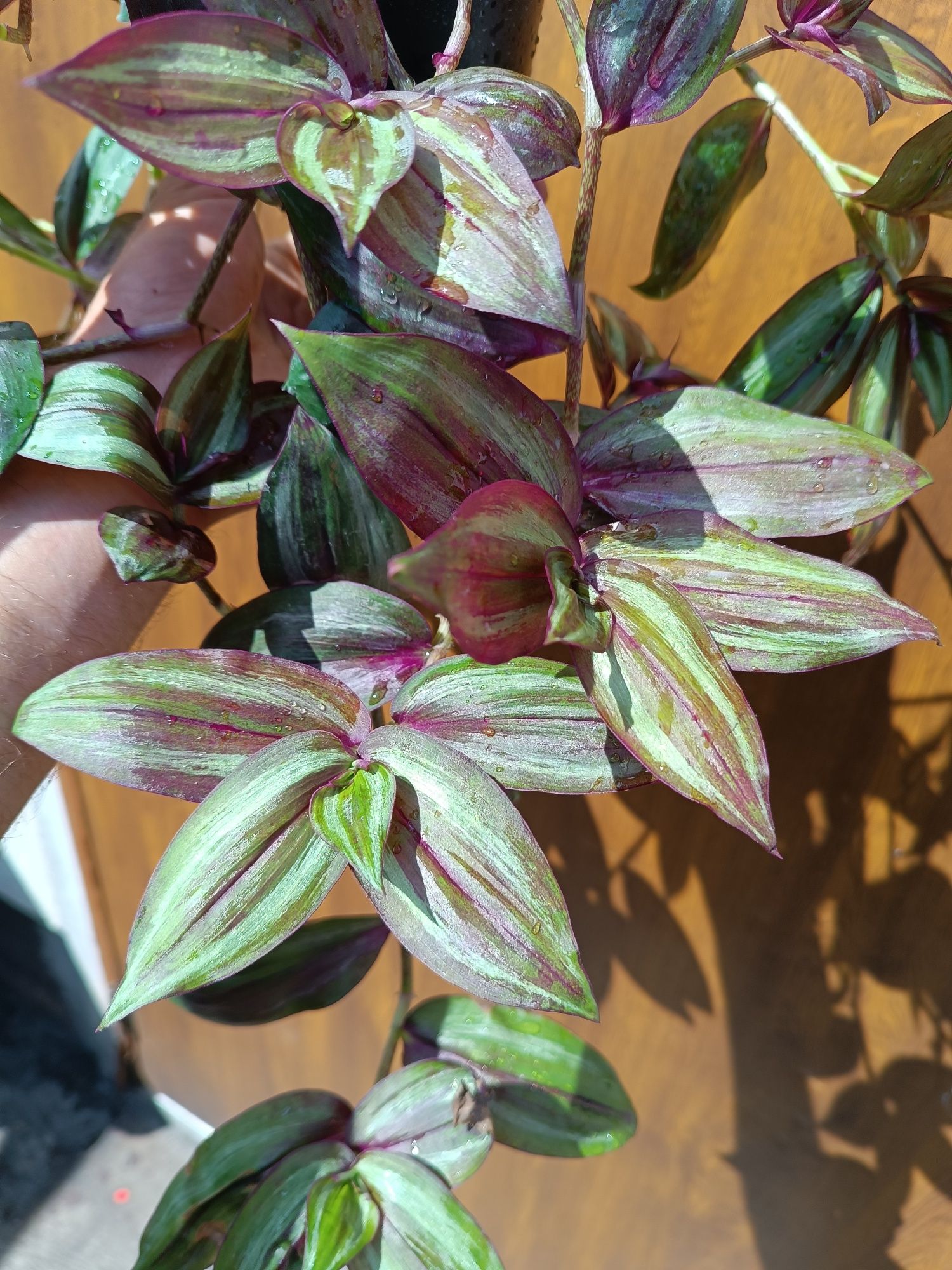 Trzykrotka zebrina discolor L