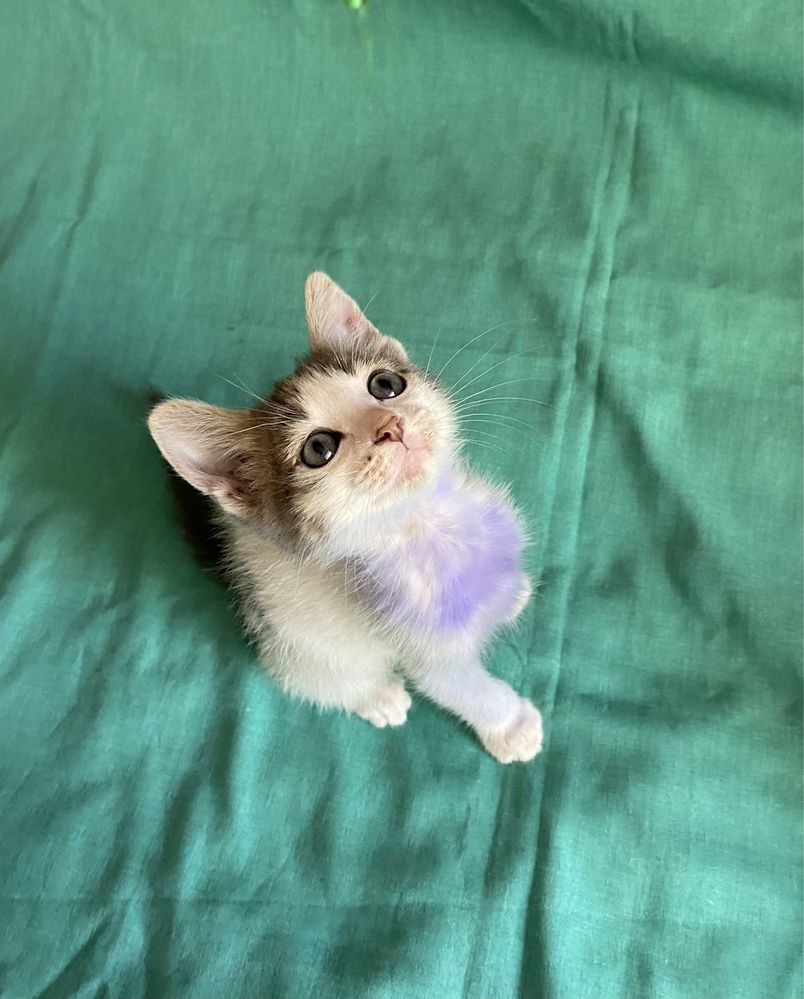 Котята ищут любящую семью