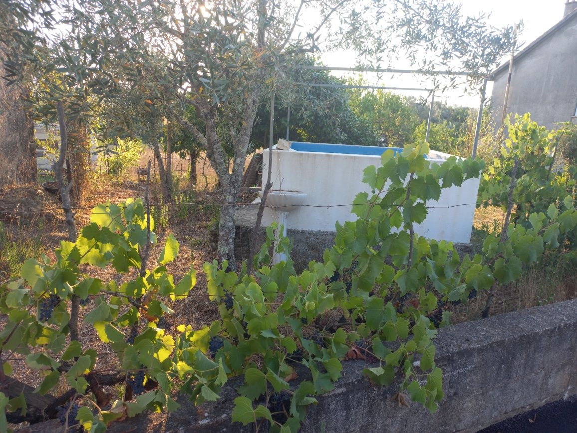 Terreno  em Carregal do Sal, com  luz, tanque e poço