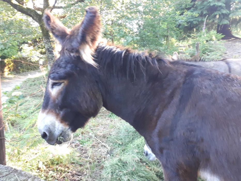 3 burros amigos dóceis