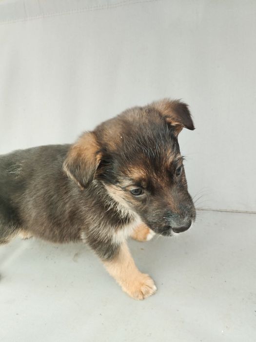 Отдам щенков в надёжные руки