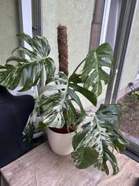 Monstera Variegata sadzonka ukorzeniona