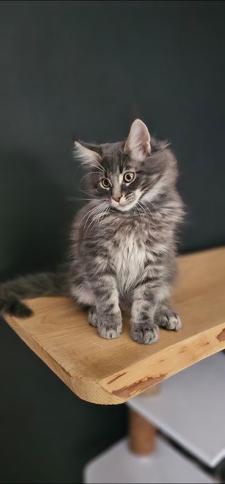 Kocurek Maine coon