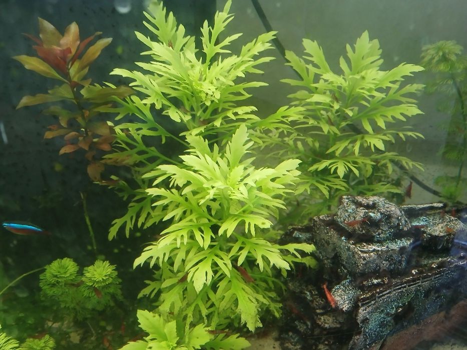 Pack de iniciante de aquarismo