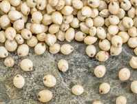 SORGO ziarno sorga nasiona worki z sorgiem FRA dowóz dostawa cały kraj