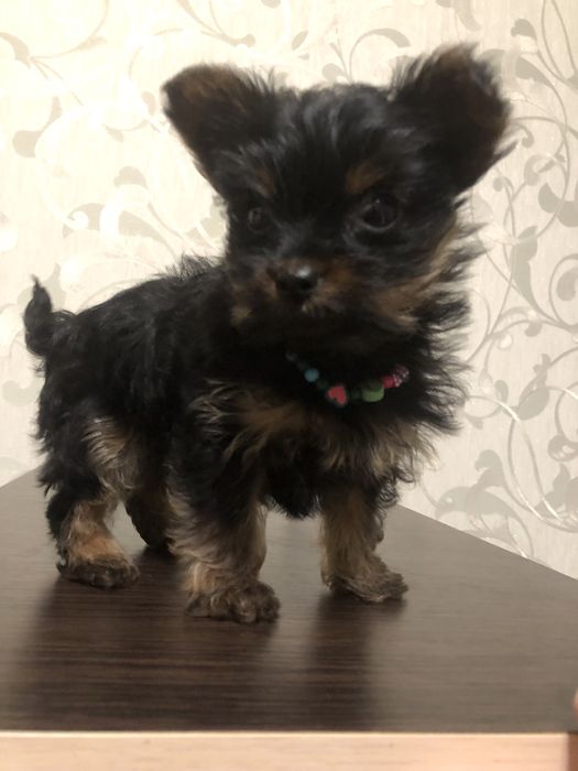 Міні йоркширський терєр