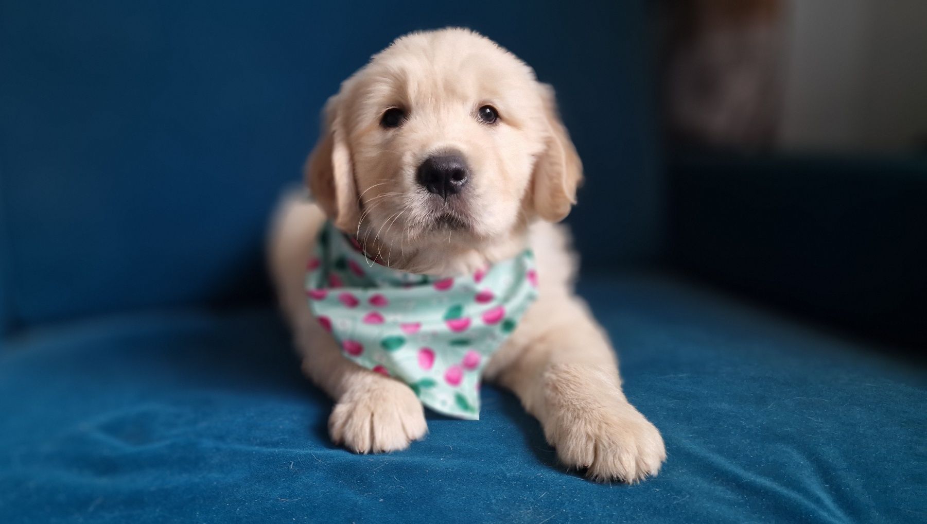 Golden Retriever FCI
