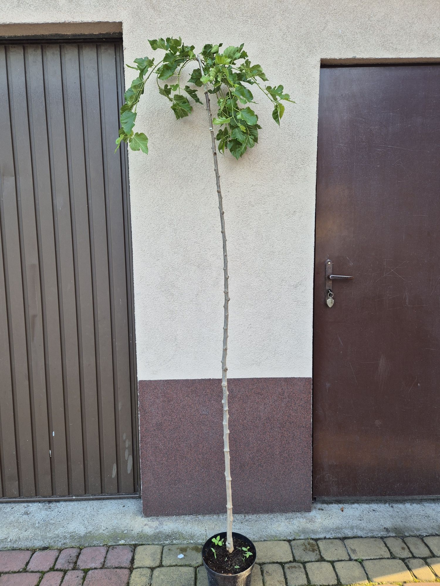 Morwa czarna pendula