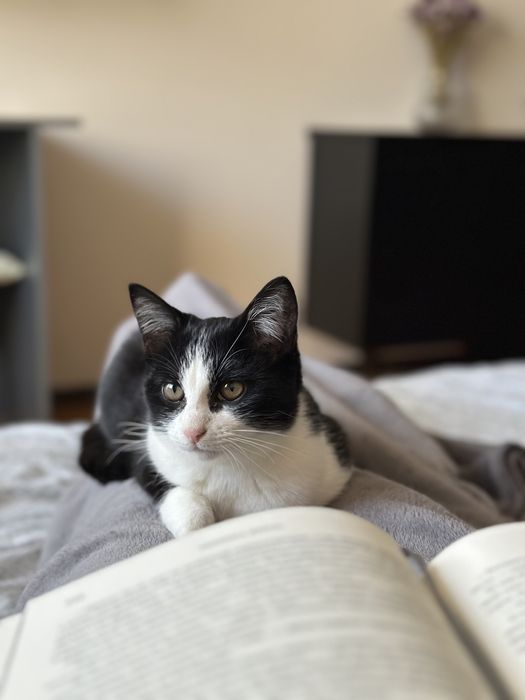 Мила кошеня Кнопка - віддам у добрі руки Львів, тваринки , безкоштовно