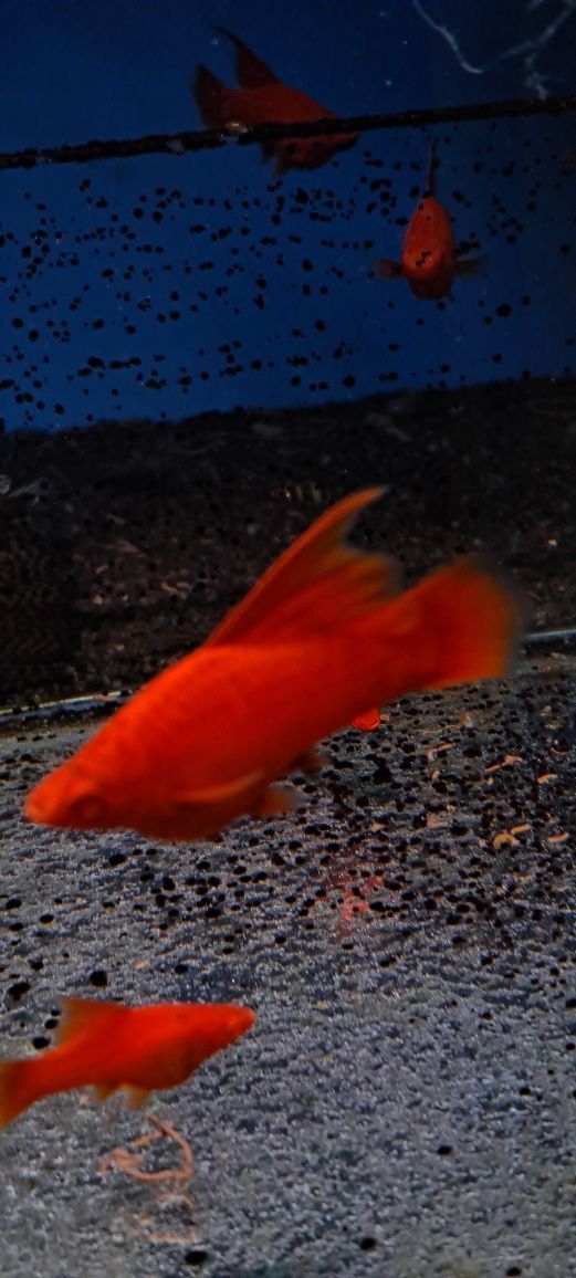 Narybek mieczyka 200 szt promocja wagtail delta ,koi  ,delta czerwona
