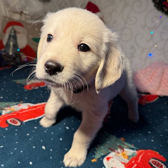 Золотистий ретрівер (цуценята)