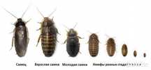 Аргентинский таракан, или Blaptica dubia