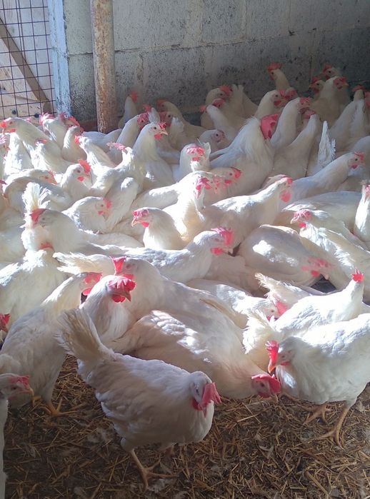 Kury Nioski Leghorn 23tyg Piękne Leghorny