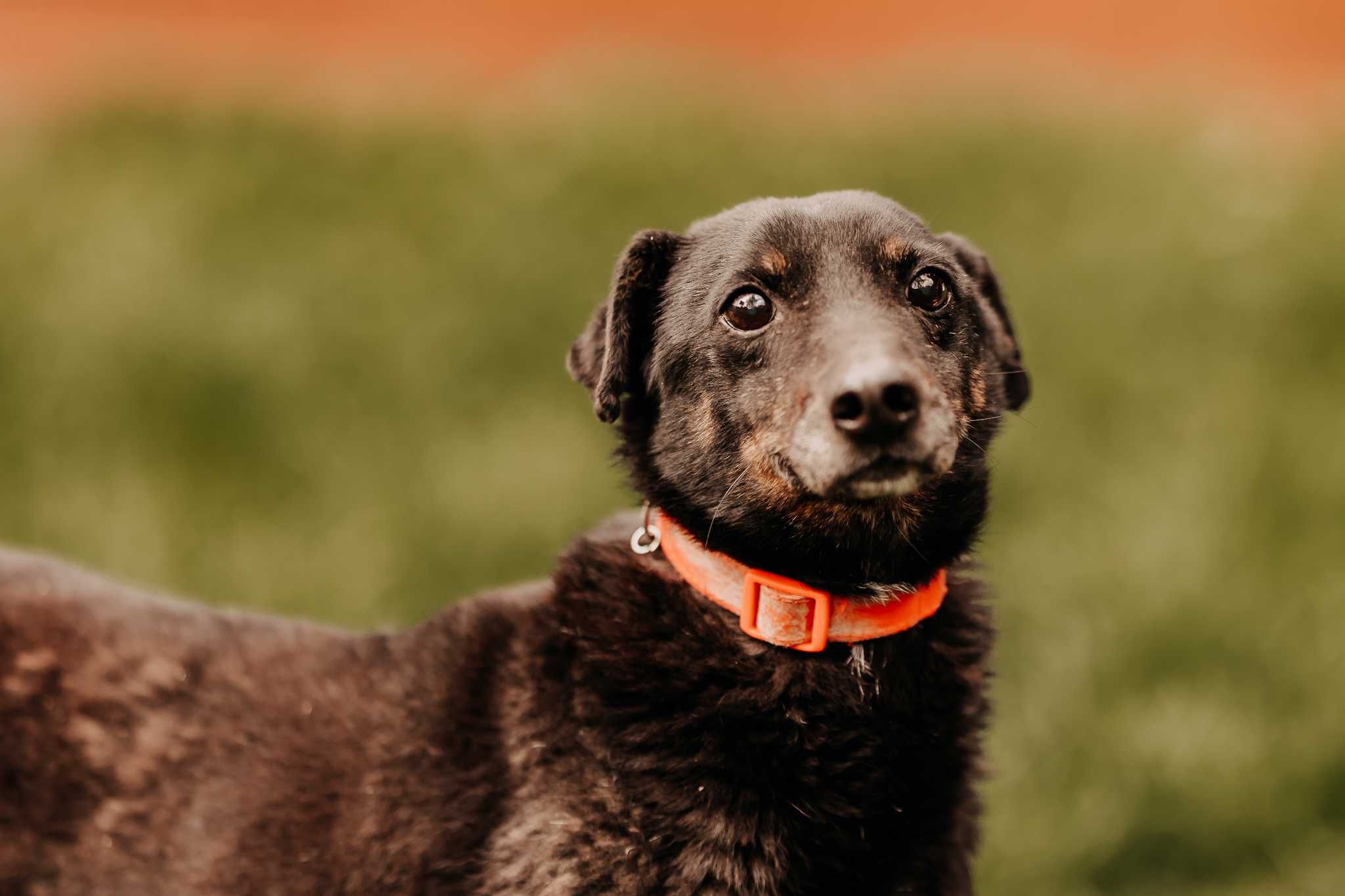 Mały, przesłodki psiak Krzyś poleca się do adopcji!