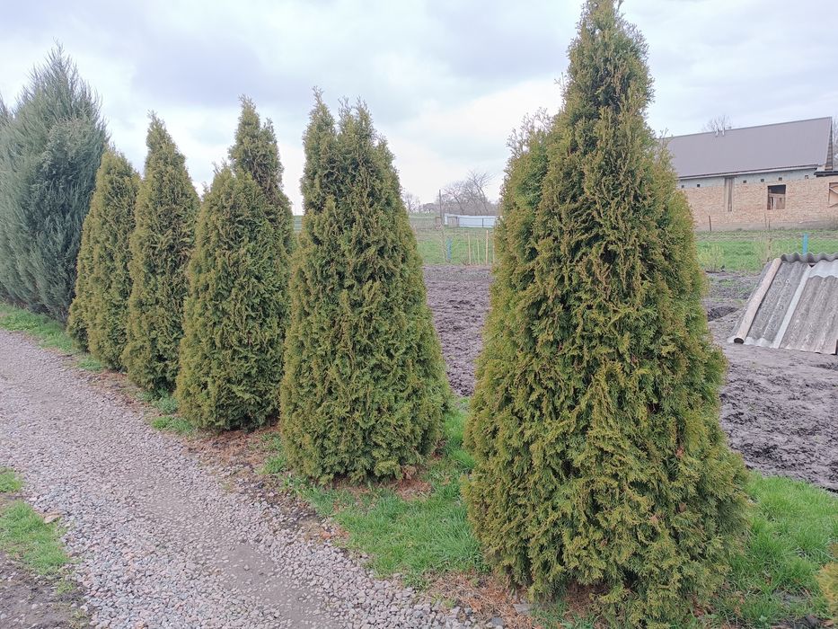 Ялівці блю ерров та туї  смарагд