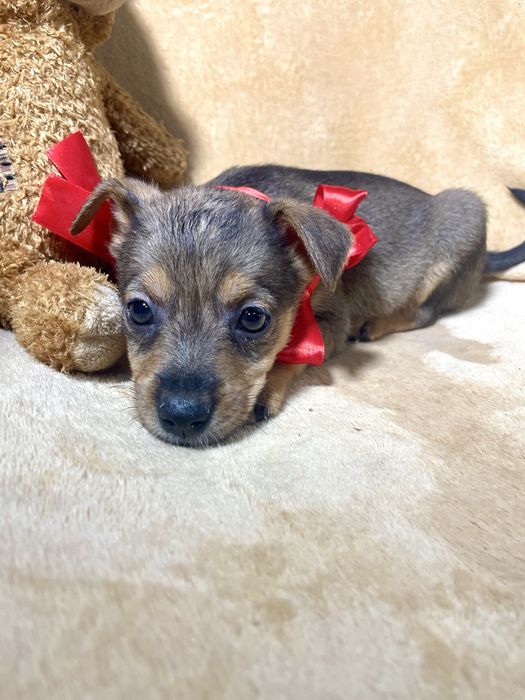 Гарнюня чекає на тебе