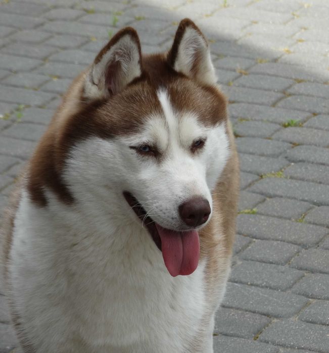 Piękny piesek siberian husky ZKwP / FCI