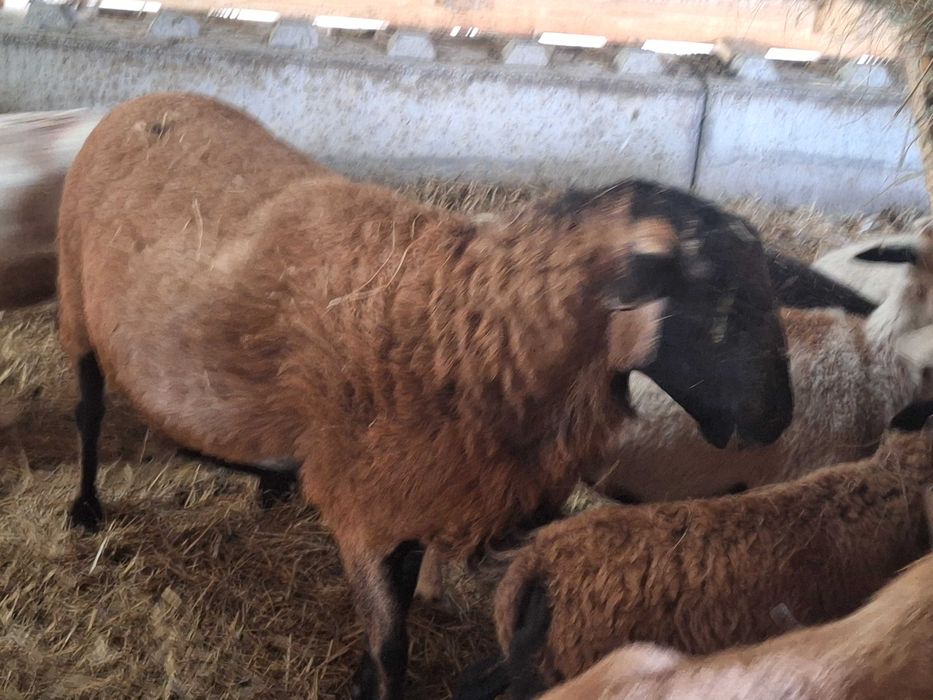 Baran Bergschaft Zamiana