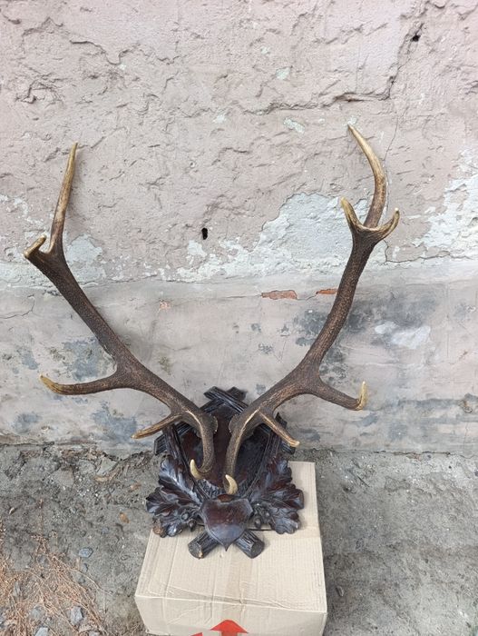 Роги оленя благородного